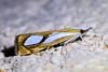 Catoptria pinella